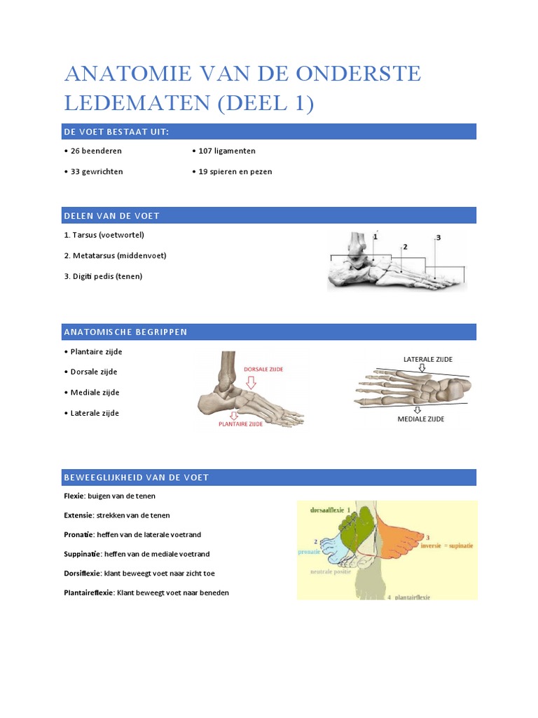 Anatomie Van de Onderste Ledematen | PDF