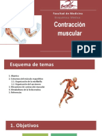 Contracción muscular: estructura, mecanismo y metabolismo