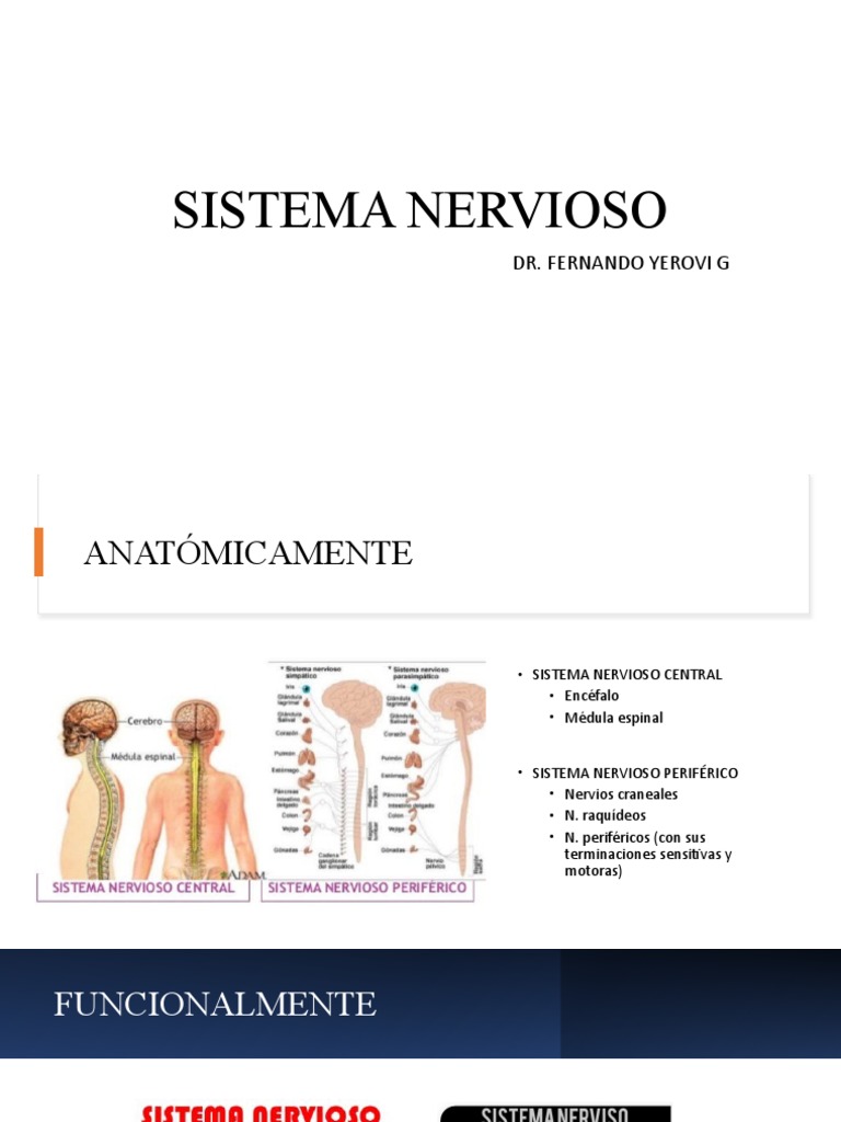 Estructura y Función del Sistema Nervioso | PDF | Sistema nervioso ...