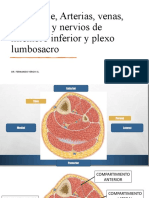 Pierna, Pie, Arterias, Venas, Linfáticos y Nervios de Miembro Inferior y Plexo Lumbosacro