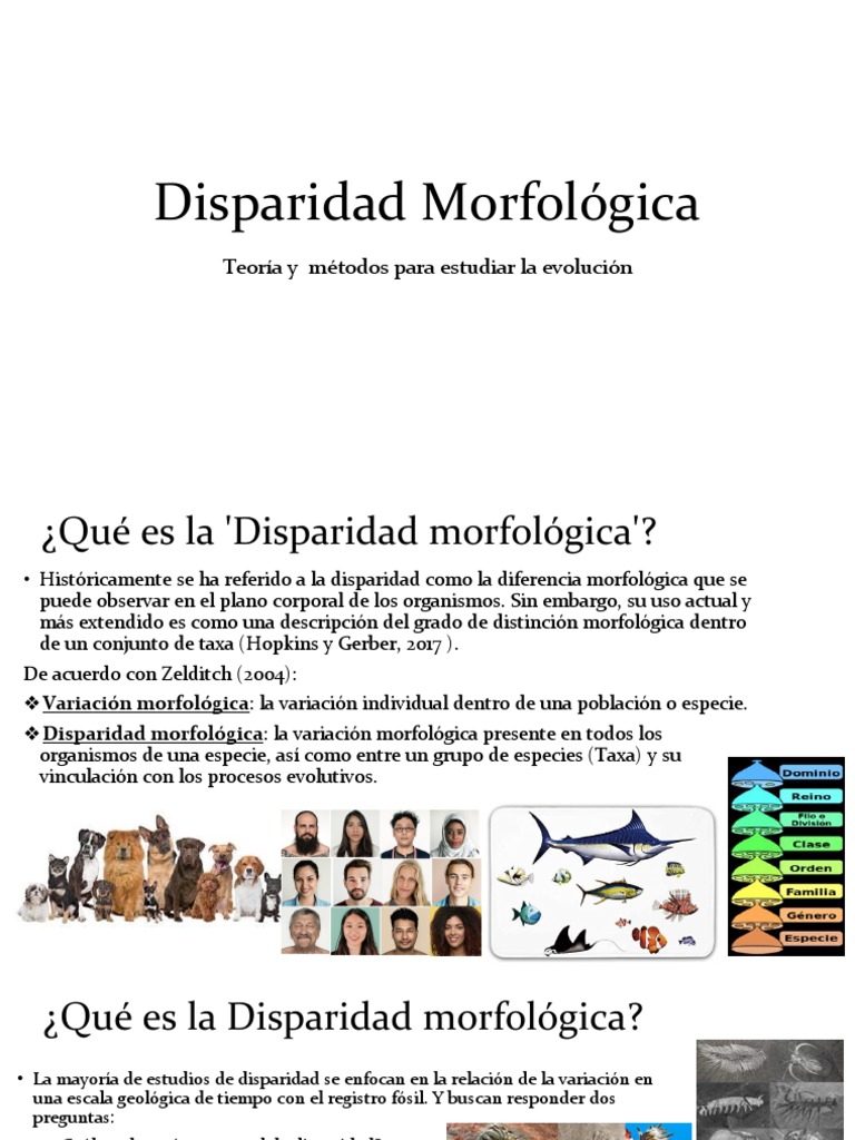Disparidad Morfológica y Evolución | PDF | Evolución | Morfometría