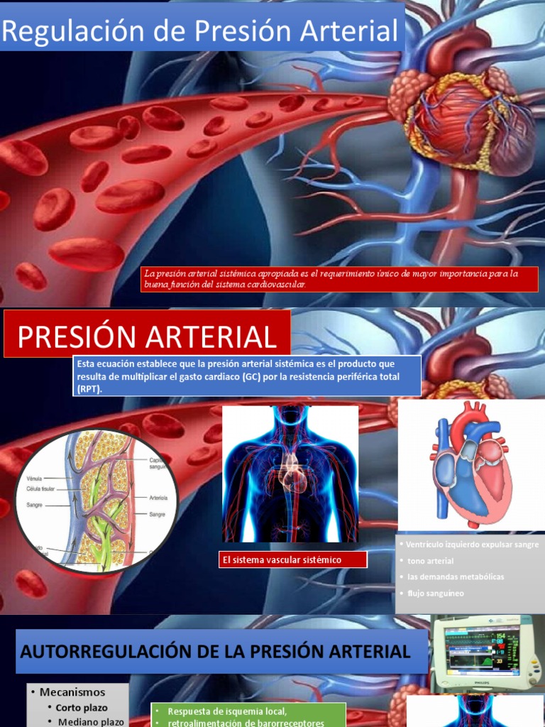 Regulación de Presión Arterial | PDF | Presión sanguínea | Sistema ...