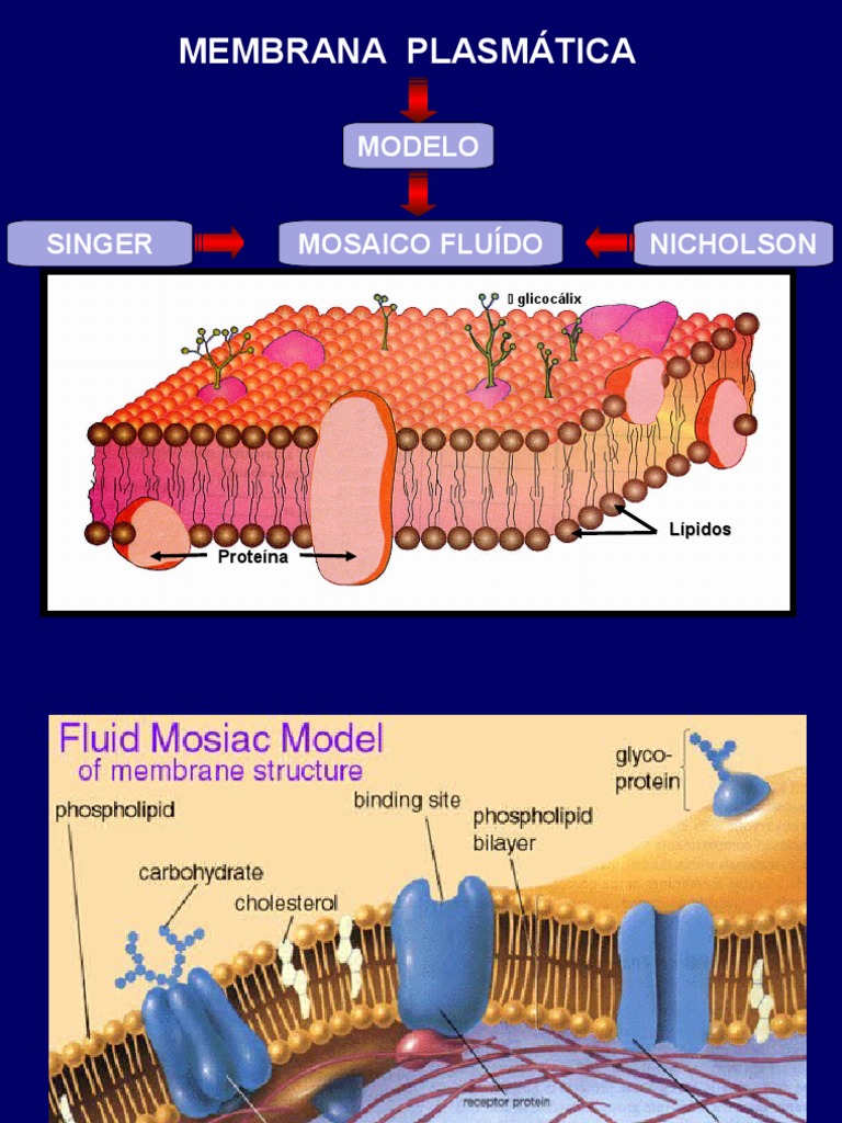 Membrana Celular Download Grátis Pdf Membrana Celular Osmose