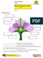 Tema 23 - La flor