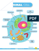 Célula Animal Recursosep Lámina Inglés