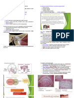 Histología y Embriología de La ATM - Documentos de Google