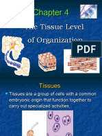 CHAPTER 4 - The Tissue Level of Organization
