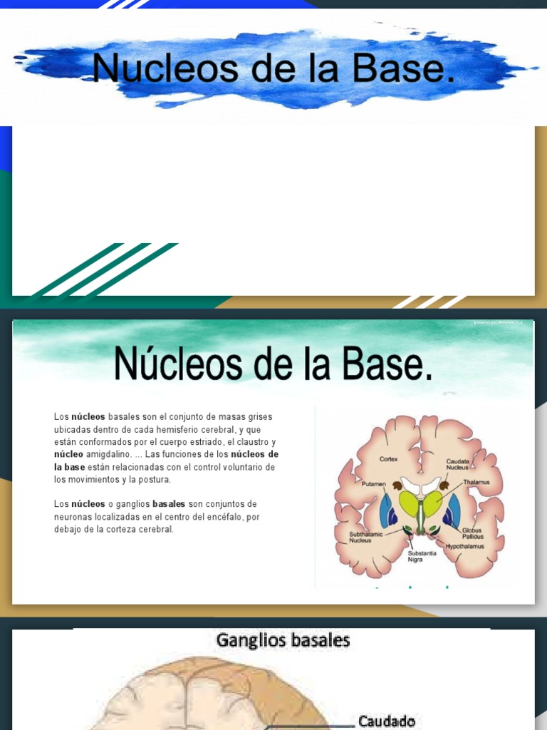 Nucleos de La Base | PDF | Cerebro | Ganglios basales