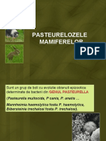 LP Pasteureloze Mamifere