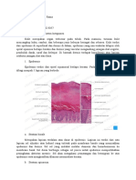 Struktur dan Fungsi Epidermis dan Dermis