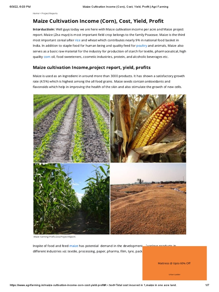 Maize Cultivation: Costs and Profits | PDF | Agriculture | Maize