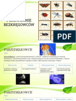 Porównanie Bezkręgowców