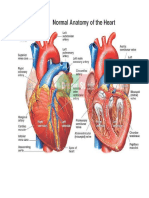 Gambar Kardiovaskuler