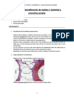 Practica Identificación Tejidos