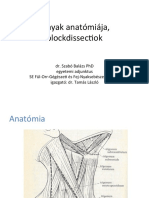 A Nyaki Anatómiája Szabó B