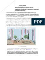 Ciclo Del Carbono y de Nitrógeno