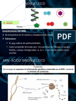 02 PPT Parte 2 Tema 3 El ARN