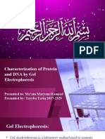 Characterization of Protien and Dna by Gel Electrophoresis Tayyba Tariq 2017-2329