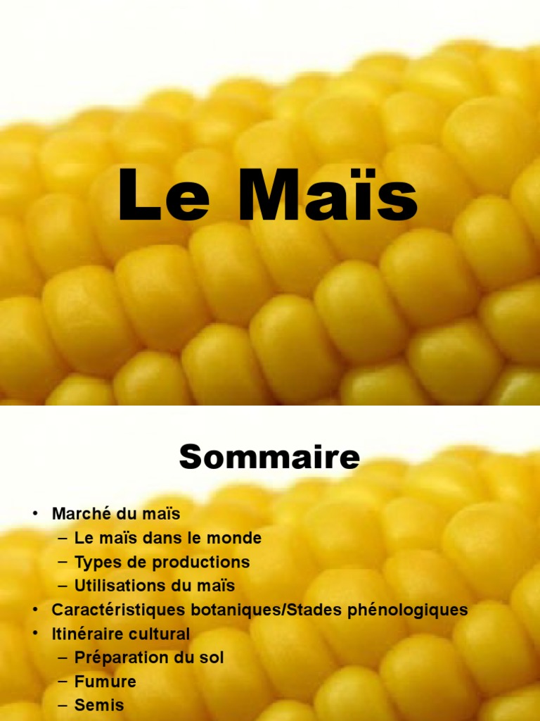 Le Maïs Présentation PDF Maïs Céréale