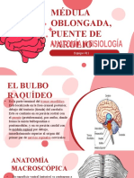 Medula Oblongada, Puente de Varolio. Equipo 11