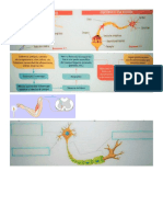 Imágenes secuencia sist nervios y endocrino