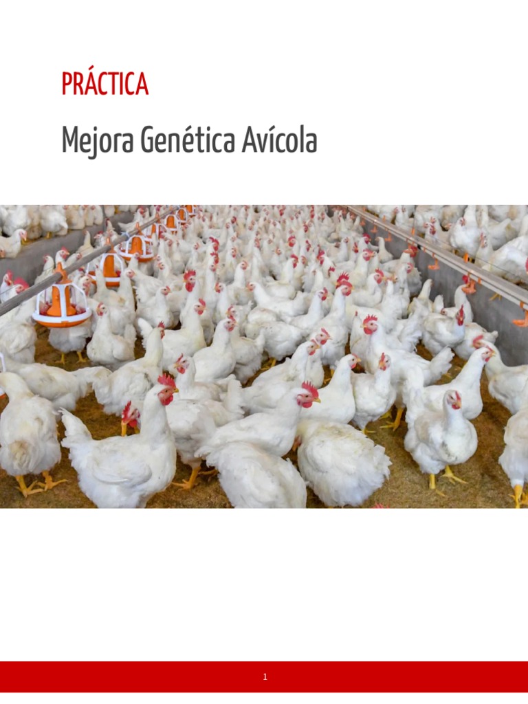 Grupo 5 - Mejora Genética Avícola | PDF | Compost | Aves