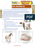 Reino Animalia para Quinto Grado de Primaria