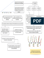 Síntese de Proteínas