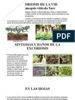 Excoriosis de La Vid