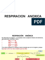 4. RESPIRACION ANOXICAok