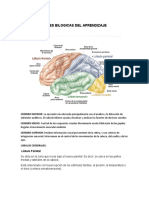 Bases Bilogicas Del Aprendizaje