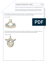 Body of The Vertebra