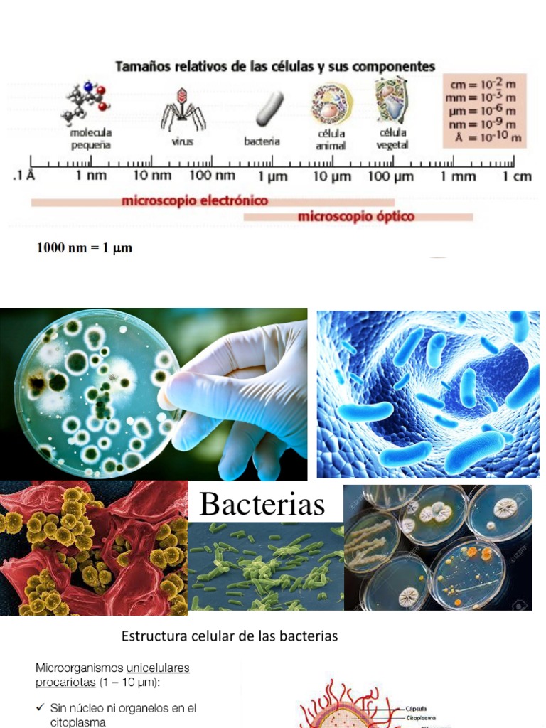 Clasificación y Patogenicidad de Microorganismos | PDF | Virus | Las ...