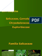 Aula 4 Dendrologia Salicaceae Cannabaceae Chrysobalanaceae e Euphorbiaceae