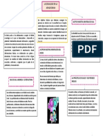 Mapa Conceptual Sexualidad en La Adolescencia