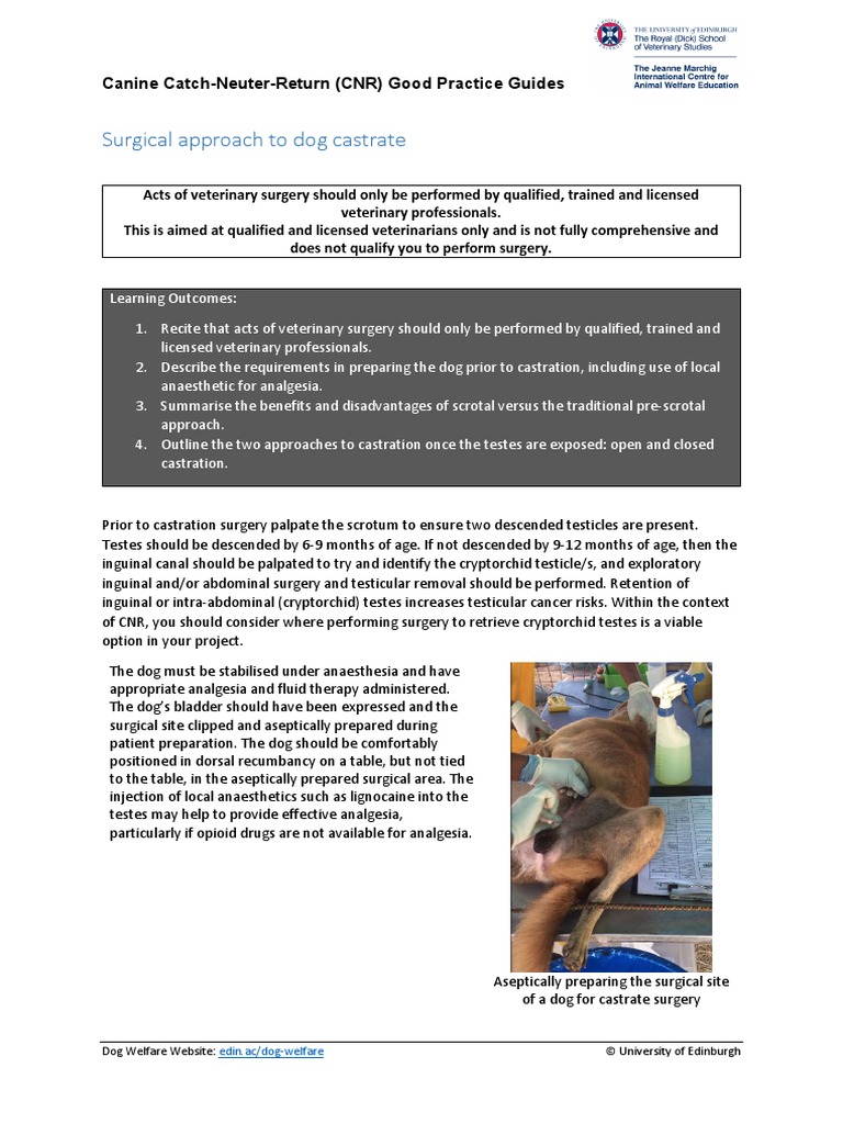 CNR Surgical Approach To Dog Castrate v1.2 PDF Surgery Testicle