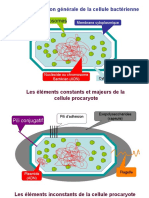 Structure Bacterienne