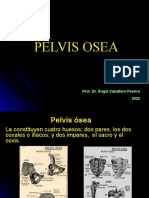 Pelvis Osea