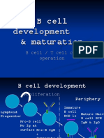 Immunology B Cell