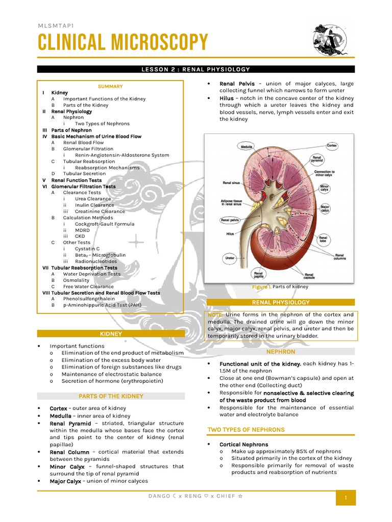2 Renal Physiology Pdf Kidney Angiotensin