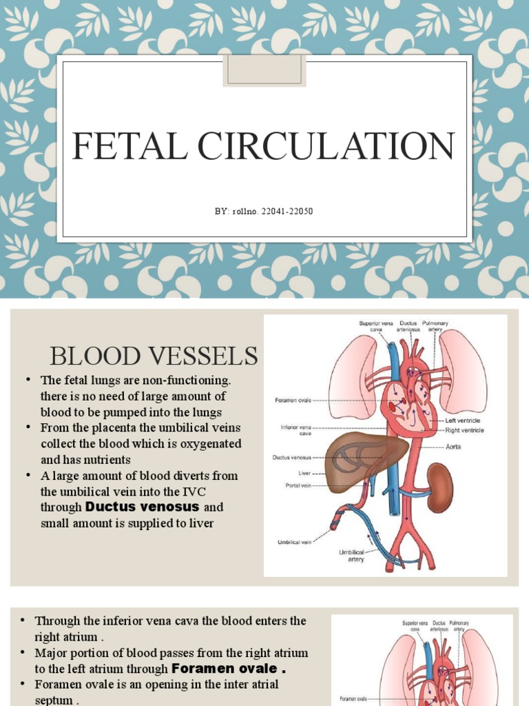 Ncbi Fetal Circulation Pdf | Physiology, Fetal Circulation – MVFG