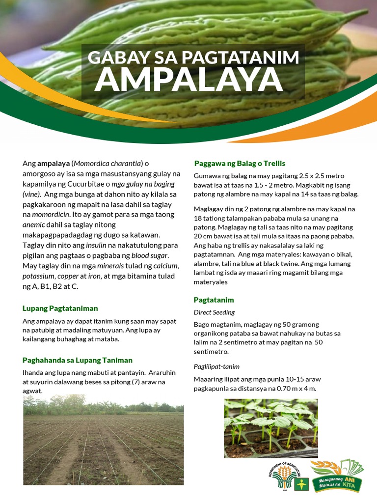 Gabay Sa Pagtatanim NG Ampalaya | PDF