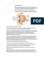 Anatomia e Fisiologia Da Visão