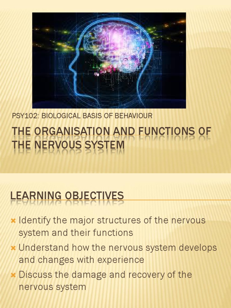 Functions of the Nervous System Explained | PDF | Central Nervous ...