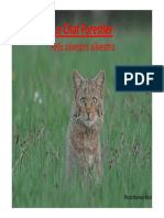 Chat Forestier PPT