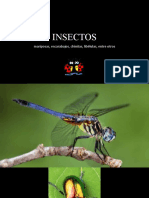 Clase 18 de Marzo Insectos
