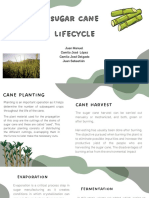 Sugar Cane Lifecycle