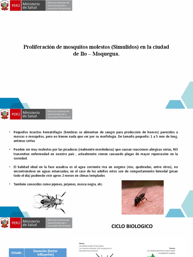 Simulidos Ilo | PDF | Mosquito | Mosca