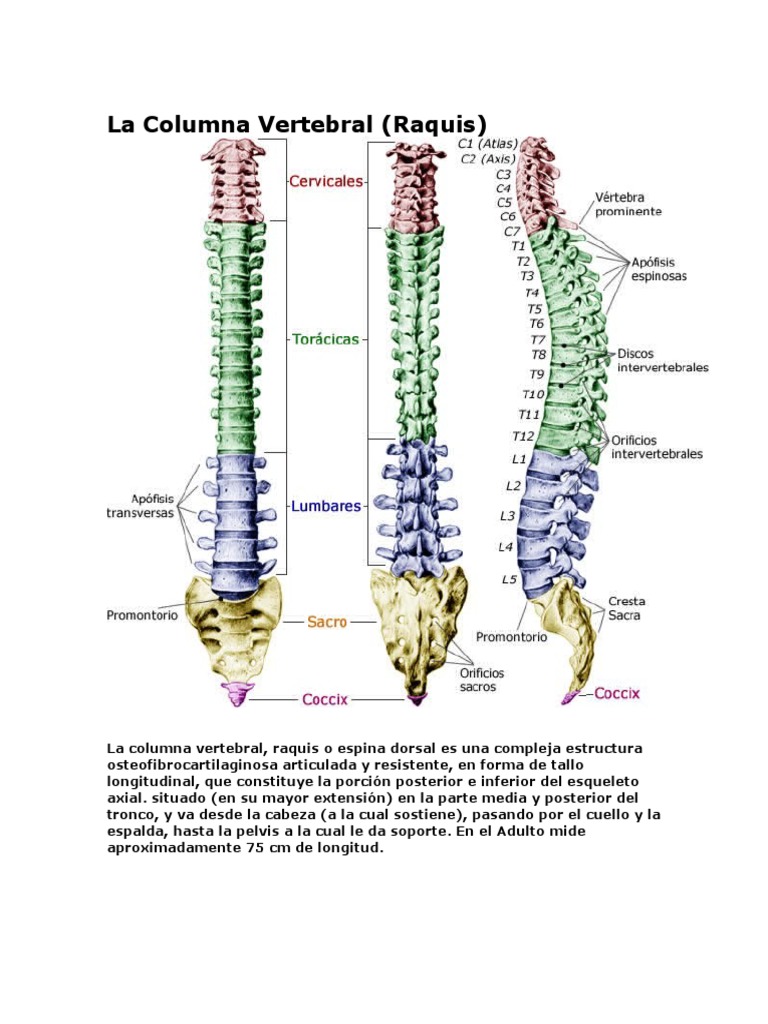 Estructura y Función de la Columna Vertebral | PDF | La columna ...