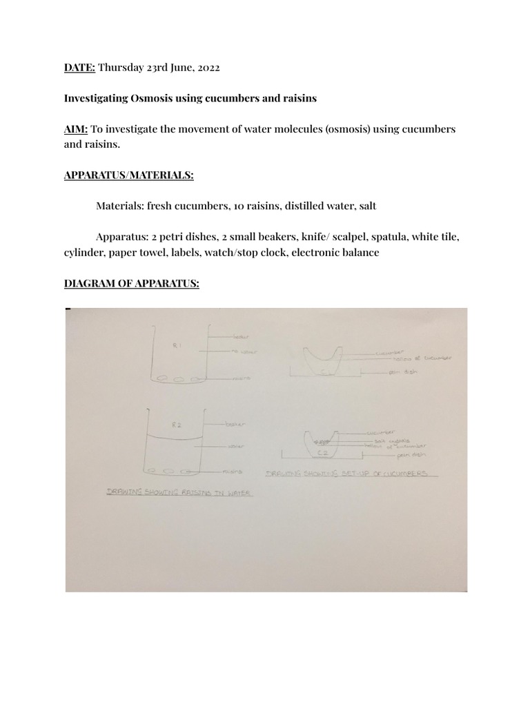 Investigating the Process of Osmosis Using Cucumbers and Raisins PDF Osmosis Chemistry